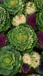 室内植物盆栽 园林盆栽