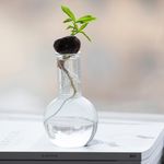 室内植物盆栽 园林盆栽