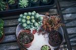 室内植物盆栽 园林盆栽