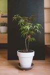 室内植物盆栽 园林盆栽