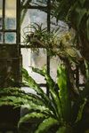 室内植物盆栽 园林盆栽