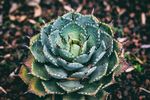 室内植物盆栽 园林盆栽