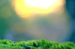 室内植物盆栽 园林盆栽