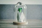 室内植物盆栽 园林盆栽