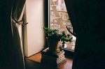 室内植物盆栽 园林盆栽