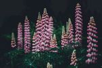 室内植物盆栽 园林盆栽