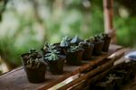 室内植物盆栽 园林盆栽