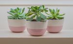室内植物盆栽 园林盆栽