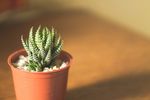 室内植物盆栽 园林盆栽