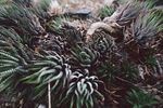 室内植物盆栽 园林盆栽