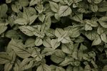 室内植物盆栽 园林盆栽