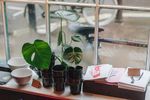 室内植物盆栽 园林盆栽