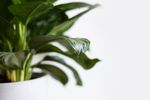 室内植物盆栽 园林盆栽
