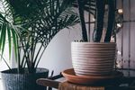 室内植物盆栽 园林盆栽