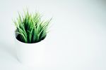 室内植物盆栽 园林盆栽