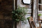 室内植物盆栽 园林盆栽