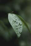 室内植物盆栽 园林盆栽