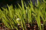 室内植物盆栽 园林盆栽