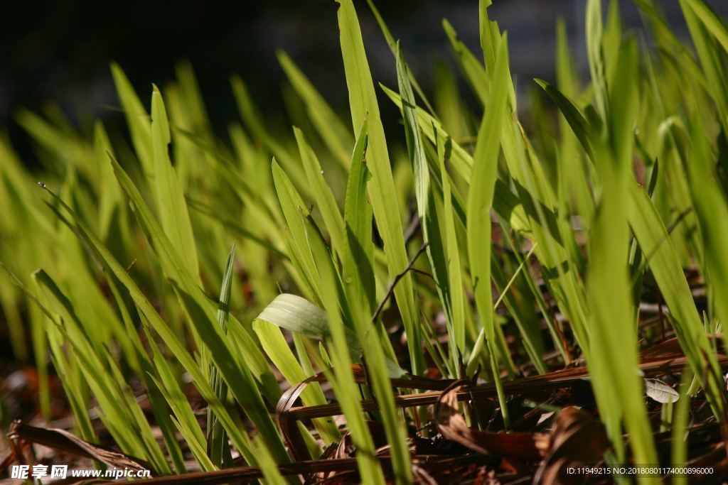 室内植物盆栽 园林盆栽