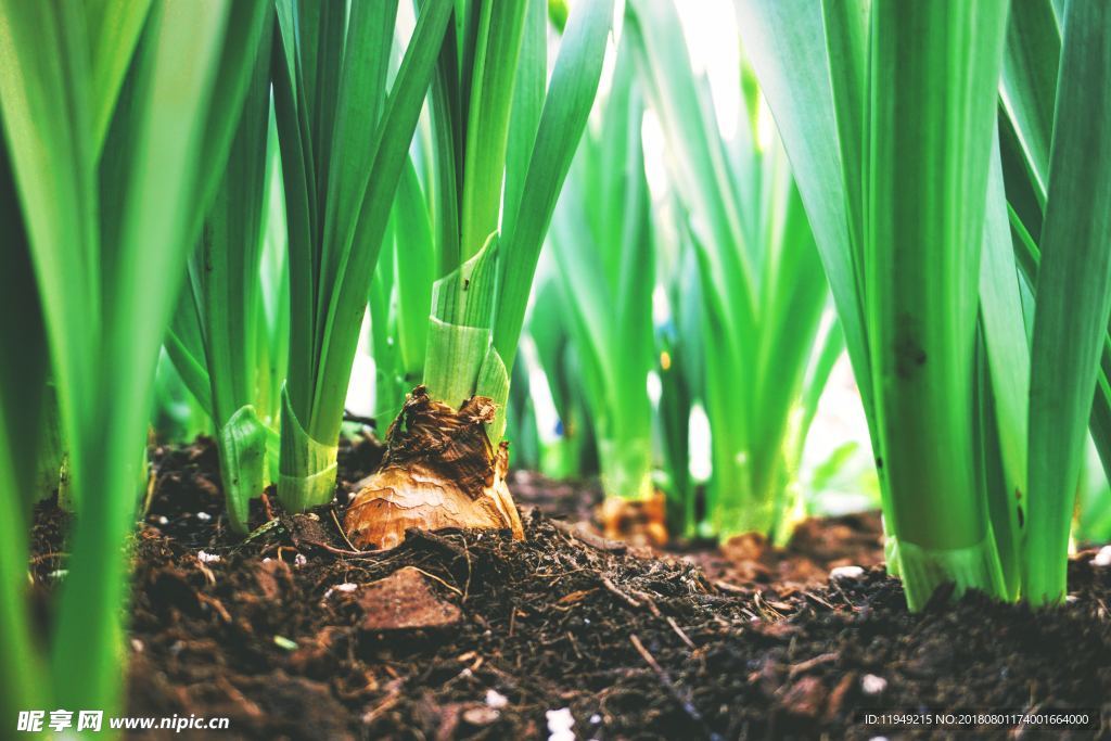 室内植物盆栽 园林盆栽