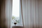室内植物盆栽 园林盆栽