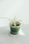室内植物盆栽 园林盆栽