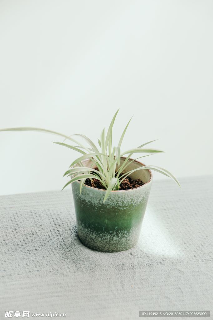 室内植物盆栽 园林盆栽
