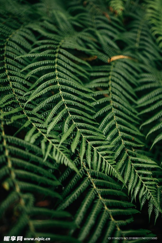 室内植物盆栽 园林盆栽