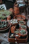 室内植物盆栽 园林盆栽