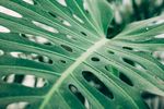 室内植物盆栽 园林盆栽