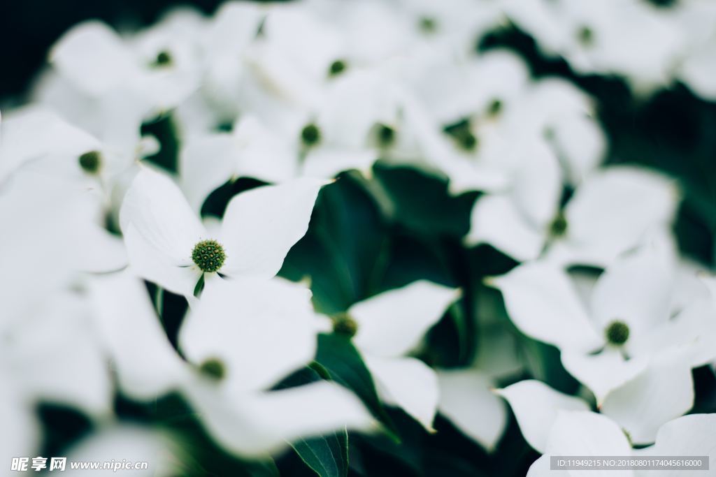 室内植物盆栽 园林盆栽