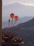 室内植物盆栽 园林盆栽