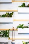 室内植物盆栽 园林盆栽