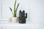 室内植物盆栽 园林盆栽