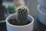 室内植物盆栽 园林盆栽