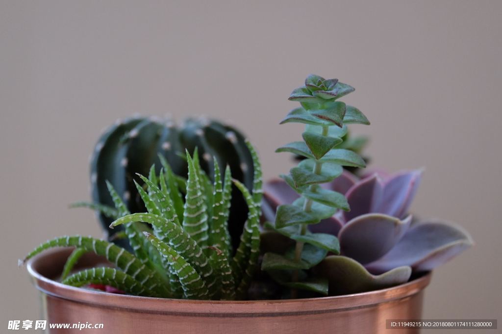 室内植物盆栽 园林盆栽