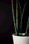 室内植物盆栽 园林盆栽