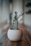 室内植物盆栽 园林盆栽