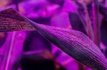 室内植物盆栽 园林盆栽