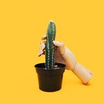室内植物盆栽 园林盆栽