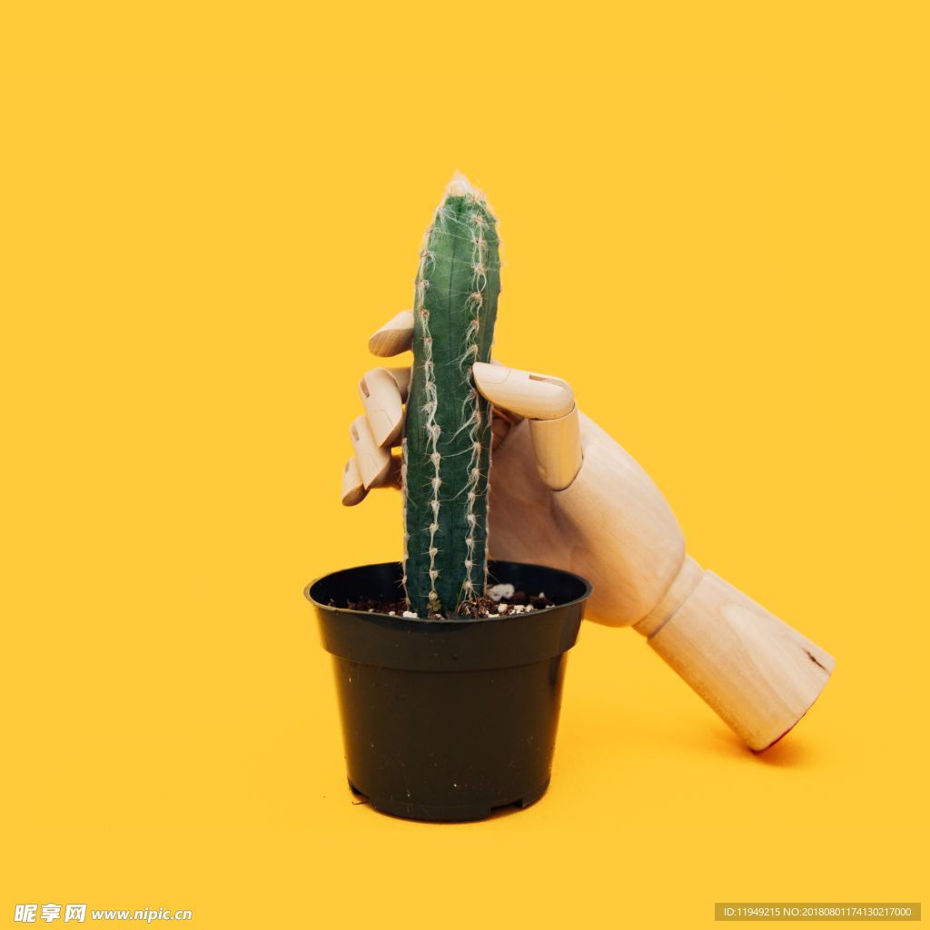 室内植物盆栽 园林盆栽
