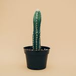 室内植物盆栽 园林盆栽