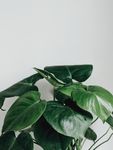 室内植物盆栽 园林盆栽