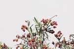 室内植物盆栽 园林盆栽
