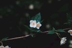 室内植物盆栽 园林盆栽