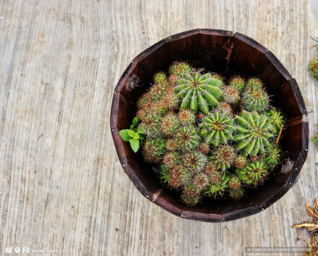 室内植物盆栽 园林盆栽