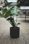 室内植物盆栽 园林盆栽