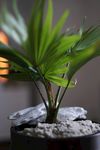 室内植物盆栽 园林盆栽