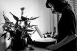 室内植物盆栽 园林盆栽