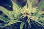 室内植物盆栽 园林盆栽